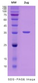 SDS-PAGE (SENP2-6153H).jpg